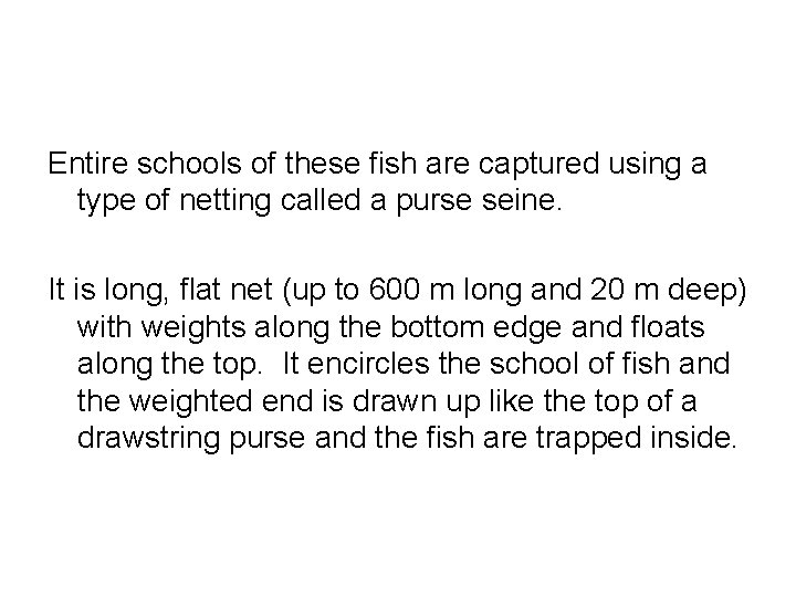 Entire schools of these fish are captured using a type of netting called a