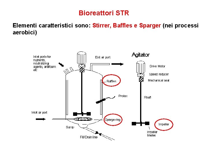 Bioreattori STR Elementi caratteristici sono: Stirrer, Baffles e Sparger (nei processi aerobici) 