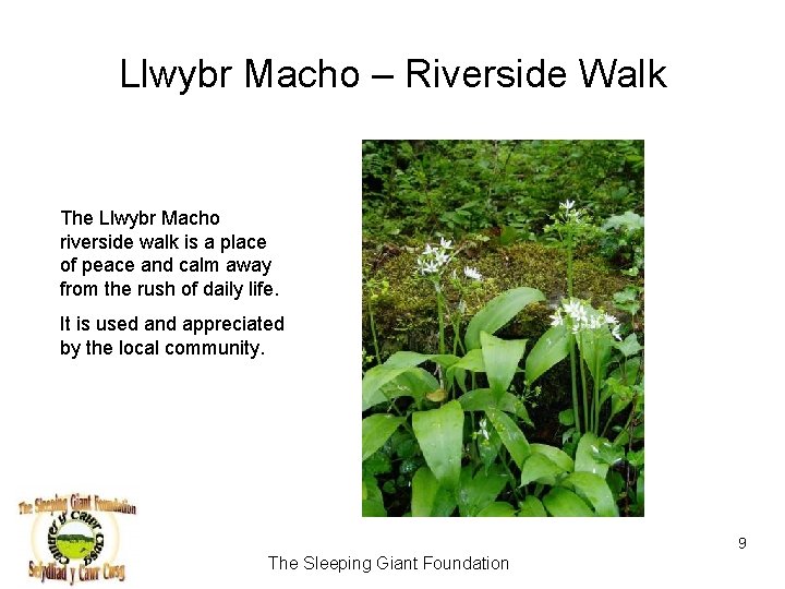 Llwybr Macho – Riverside Walk The Llwybr Macho riverside walk is a place of