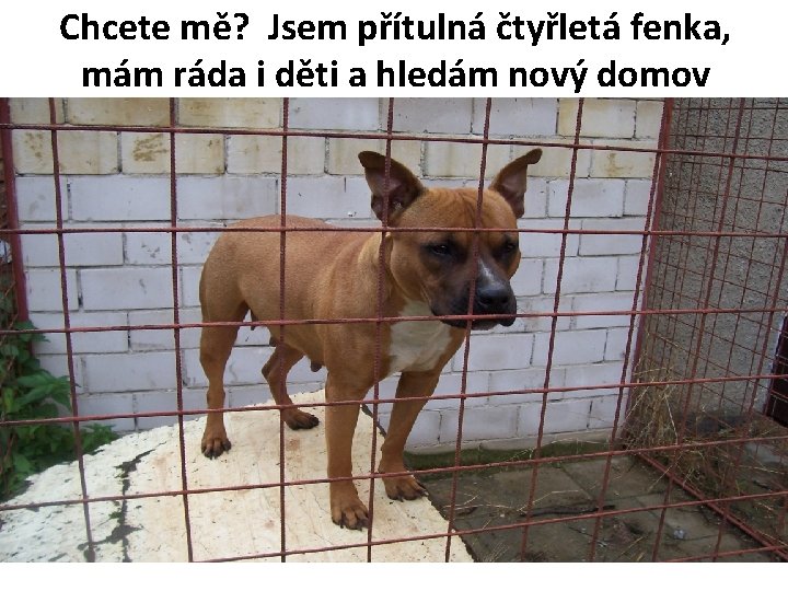 Chcete mě? Jsem přítulná čtyřletá fenka, mám ráda i děti a hledám nový domov