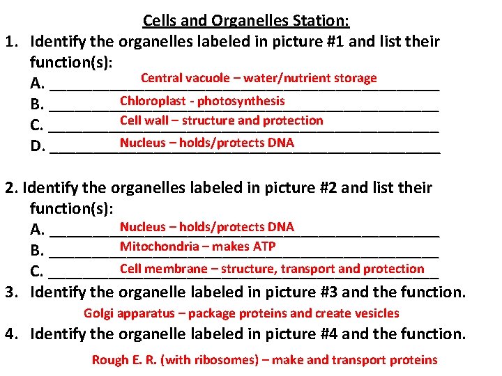 Cells and Organelles Station: 1. Identify the organelles labeled in picture #1 and list