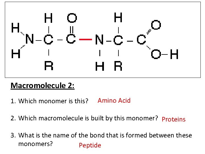 Macromolecule 2: 1. Which monomer is this? Amino Acid 2. Which macromolecule is built