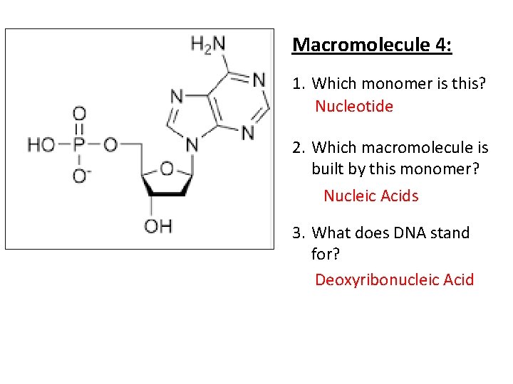 Macromolecule 4: 1. Which monomer is this? Nucleotide 2. Which macromolecule is built by