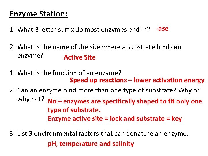 Enzyme Station: 1. What 3 letter suffix do most enzymes end in? -ase 2.