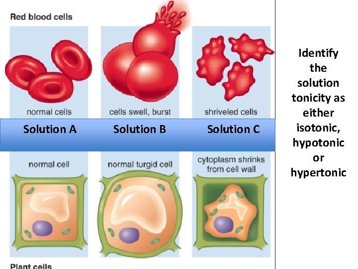 Solution A Solution B Solution C Identify the solution tonicity as either isotonic, hypotonic