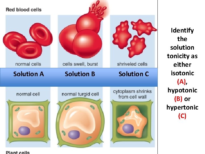 Solution A Solution B Solution C Identify the solution tonicity as either isotonic (A),