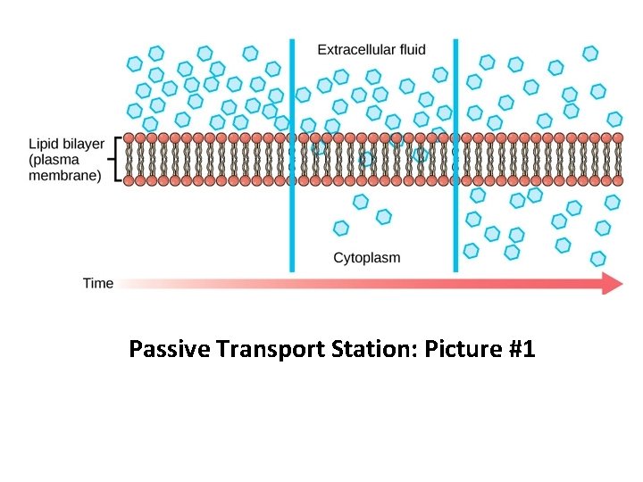 Passive Transport Station: Picture #1 