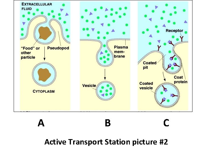 A B C Active Transport Station picture #2 