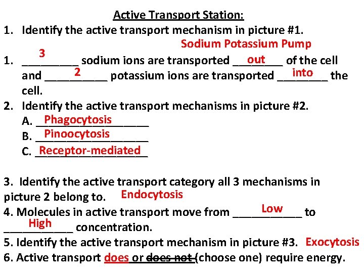 Active Transport Station: 1. Identify the active transport mechanism in picture #1. Sodium Potassium