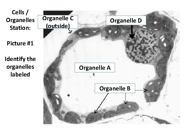 Cells / Organelles Station: Organelle C (outside) Organelle D Picture #1 Identify the organelles