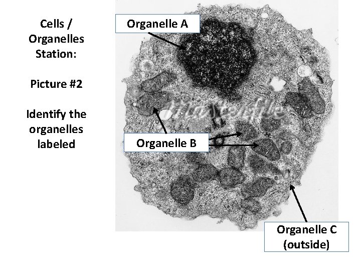 Cells / Organelles Station: Organelle A Picture #2 Identify the organelles labeled Organelle B