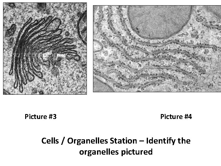 Picture #3 Picture #4 Cells / Organelles Station – Identify the organelles pictured 