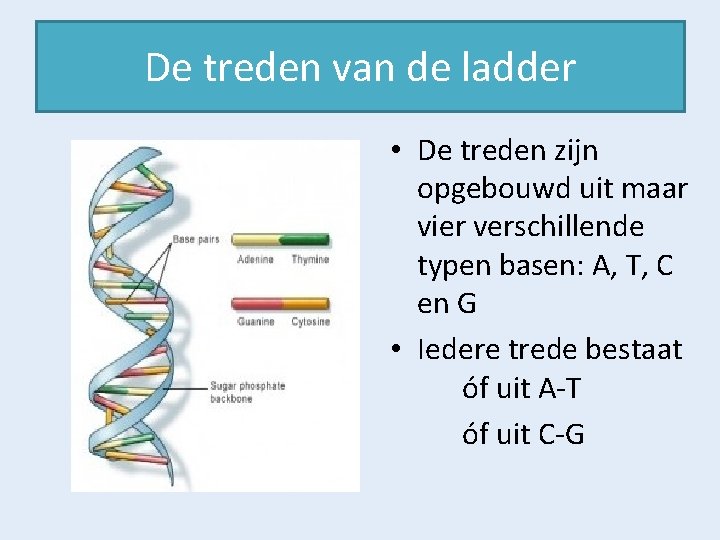 De treden van de ladder • De treden zijn opgebouwd uit maar vier verschillende