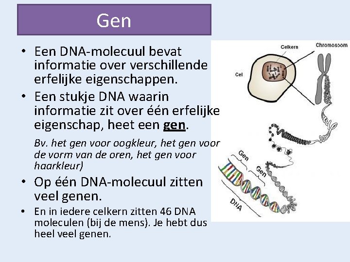Gen • Een DNA-molecuul bevat informatie over verschillende erfelijke eigenschappen. • Een stukje DNA