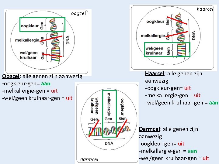 oogcel Oogcel: alle genen zijn aanwezig -oogkleur-gen= aan -melkallergie-gen = uit -wel/geen krulhaar-gen =