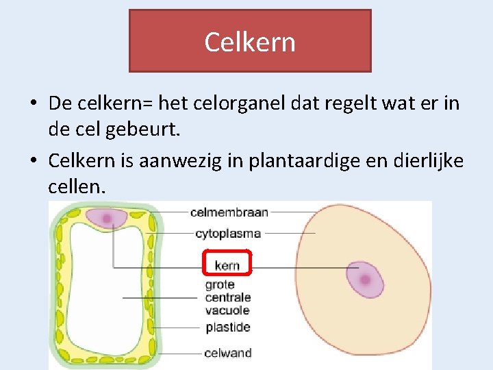 Celkern • De celkern= het celorganel dat regelt wat er in de cel gebeurt.