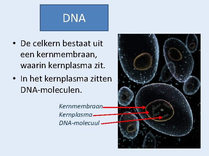 DNA • De celkern bestaat uit een kernmembraan, waarin kernplasma zit. • In het