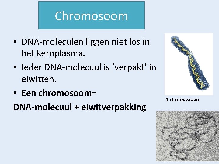 Chromosoom • DNA-moleculen liggen niet los in het kernplasma. • Ieder DNA-molecuul is ‘verpakt’