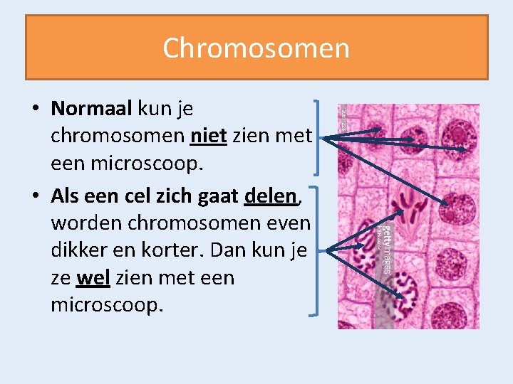 Chromosomen • Normaal kun je chromosomen niet zien met een microscoop. • Als een