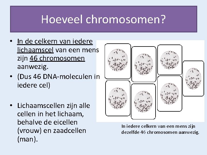 Hoeveel chromosomen? • In de celkern van iedere lichaamscel van een mens zijn 46