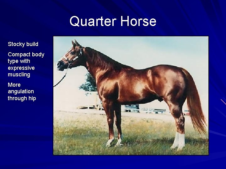 Quarter Horse Stocky build Compact body type with expressive muscling More angulation through hip