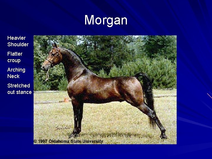 Morgan Heavier Shoulder Flatter croup Arching Neck Stretched out stance 