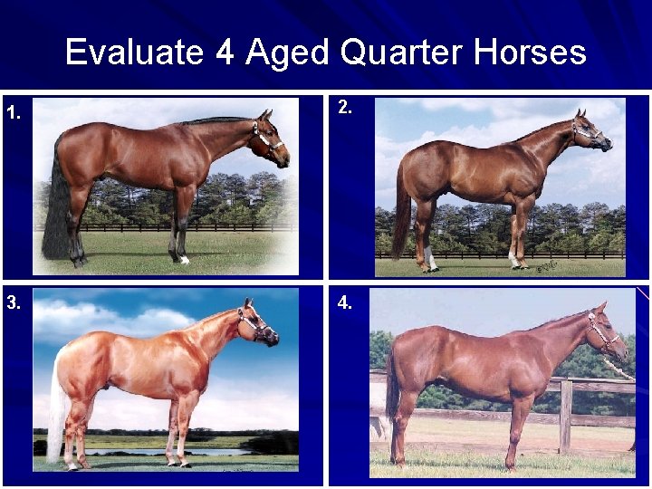 Evaluate 4 Aged Quarter Horses 1. 2. 3. 4. 