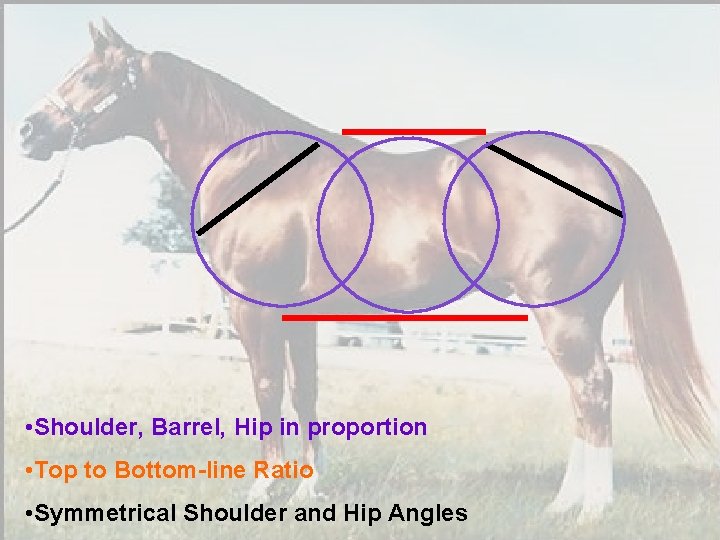 What is Balance? • Shoulder, Barrel, Hip in proportion • Top to Bottom-line Ratio
