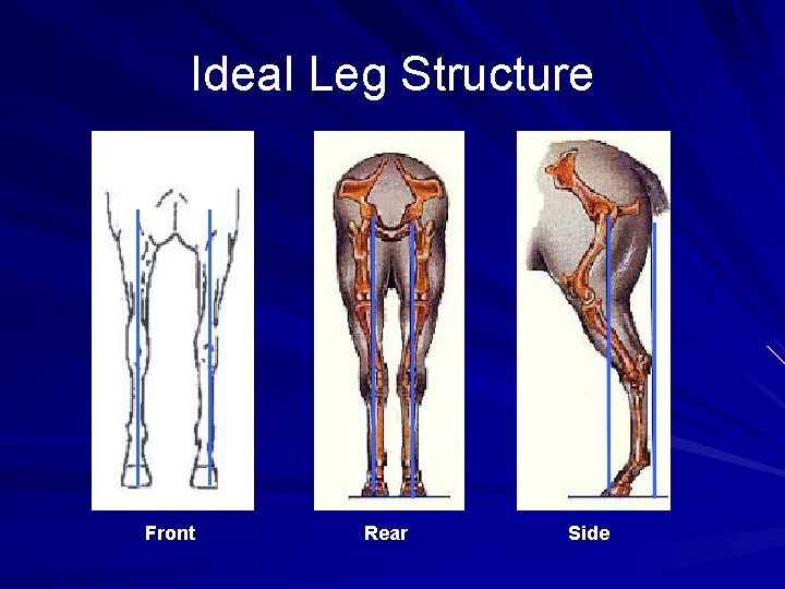 Ideal Leg Structure Front Rear Side 