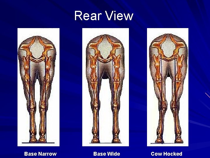 Rear View Base Narrow Base Wide Cow Hocked 