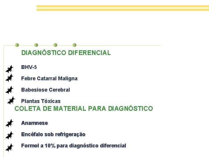 DIAGNÓSTICO DIFERENCIAL BHV-5 Febre Catarral Maligna Babesiose Cerebral Plantas Tóxicas COLETA DE MATERIAL PARA