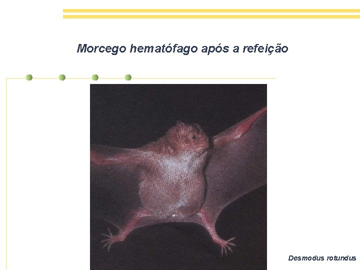 Morcego hematófago após a refeição Desmodus rotundus 