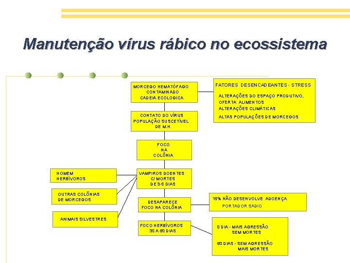 Manutenção vírus rábico no ecossistema MORCEGO HEMATÓFAGO CONTAMINADO CADEIA ECOLOGICA CONTATO DO VÍRUS POPULAÇÃO