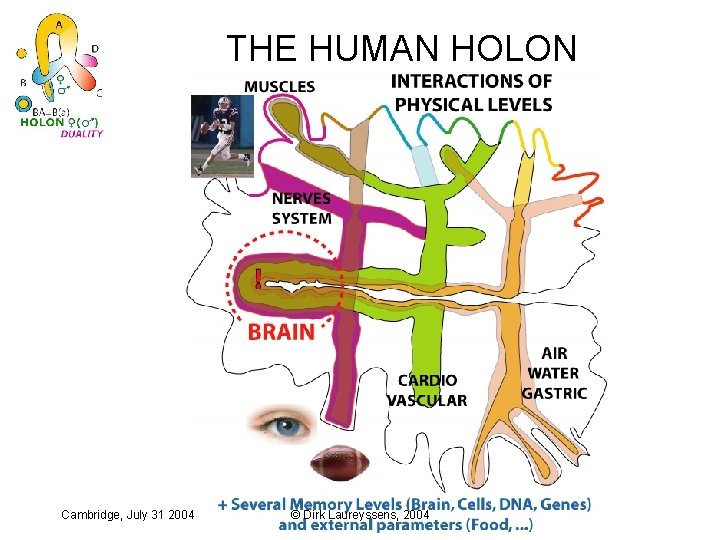 THE HUMAN HOLON Cambridge, July 31 2004 © Dirk Laureyssens, 2004 