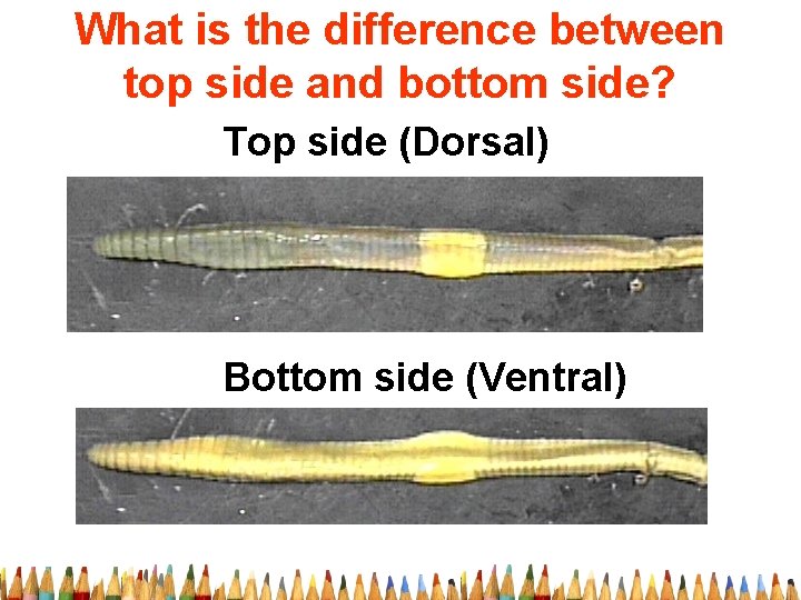 What is the difference between top side and bottom side? Top side (Dorsal) Bottom