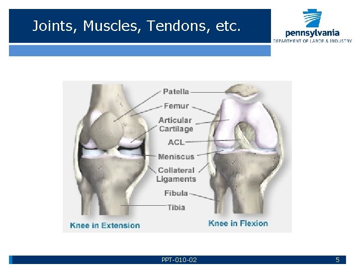 Joints, Muscles, Tendons, etc. PPT-010 -02 5 