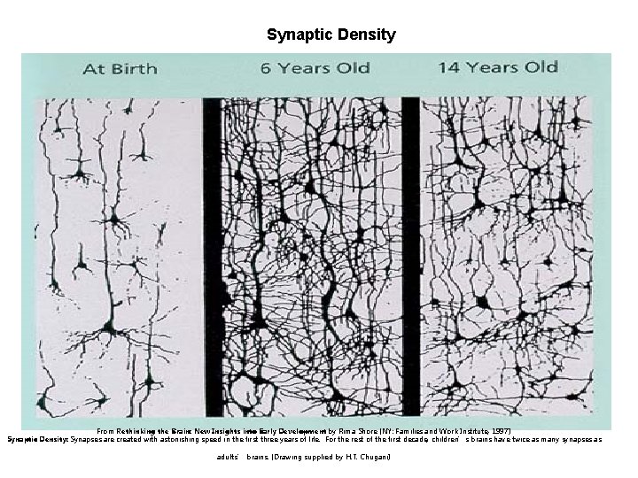 Synaptic Density From Rethinking the Brain: New Insights into Early Development by Rima Shore