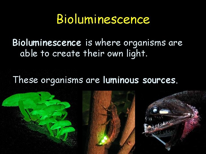 Bioluminescence is where organisms are able to create their own light. These organisms are