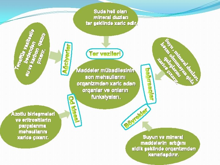 Azotlu birləşmələri və eritrositlərin parçalanma məhsullarını xaricə çıxarır. Maddələr mübadiləsinin son məhsullarını orqanizmdən xaric