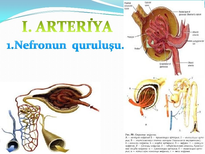 1. Nefronun quruluşu. 