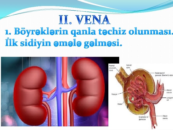 1. Böyrəklərin qanla təchiz olunması. İlk sidiyin əmələ gəlməsi. 