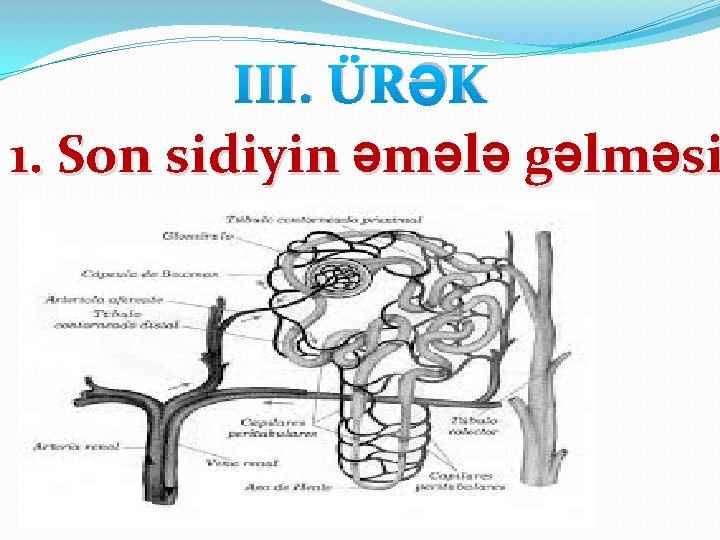 III. ÜRƏK 1. Son sidiyin əmələ gəlməsi 