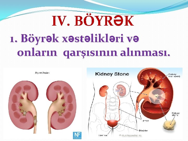 IV. BÖYRƏK 1. Böyrək xəstəlikləri və onların qarşısının alınması. 