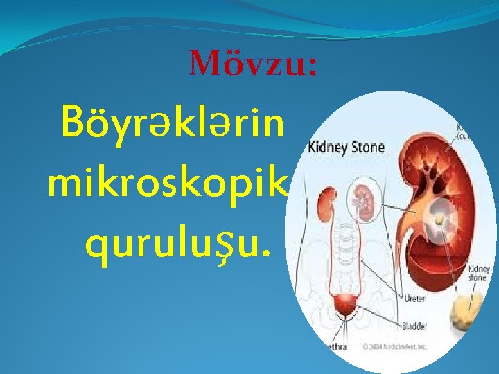 Mövzu: Böyrəklərin mikroskopik quruluşu. 