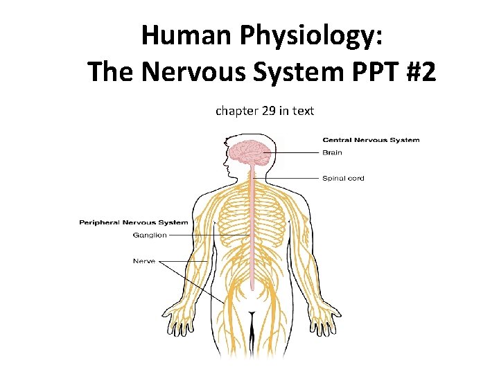 anatomy and physiology of the brain ppt