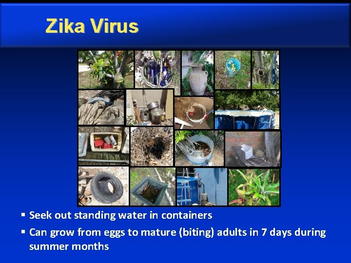 Zika Virus § Seek out standing water in containers § Can grow from eggs