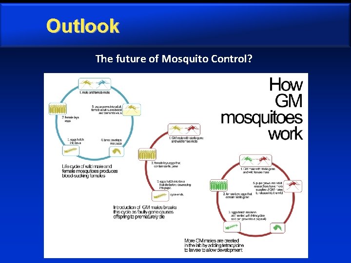Outlook The future of Mosquito Control? 