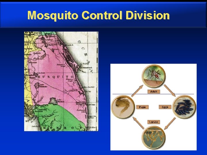 Mosquito Control Division 