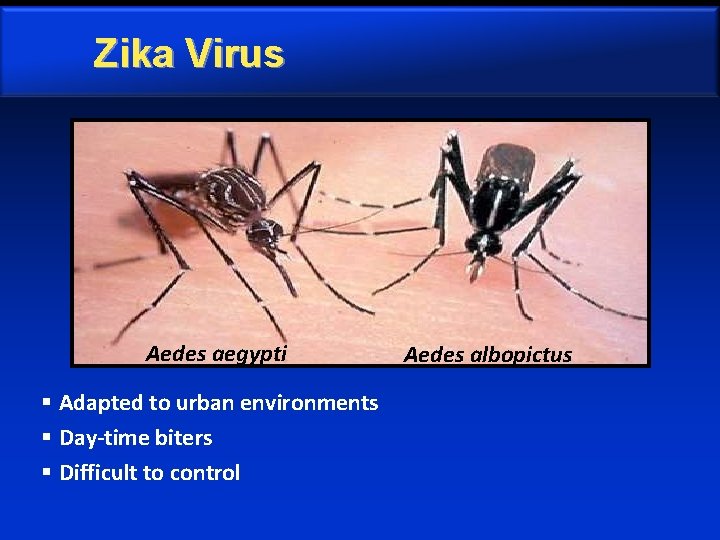 Zika Virus Aedes aegypti § Adapted to urban environments § Day-time biters § Difficult