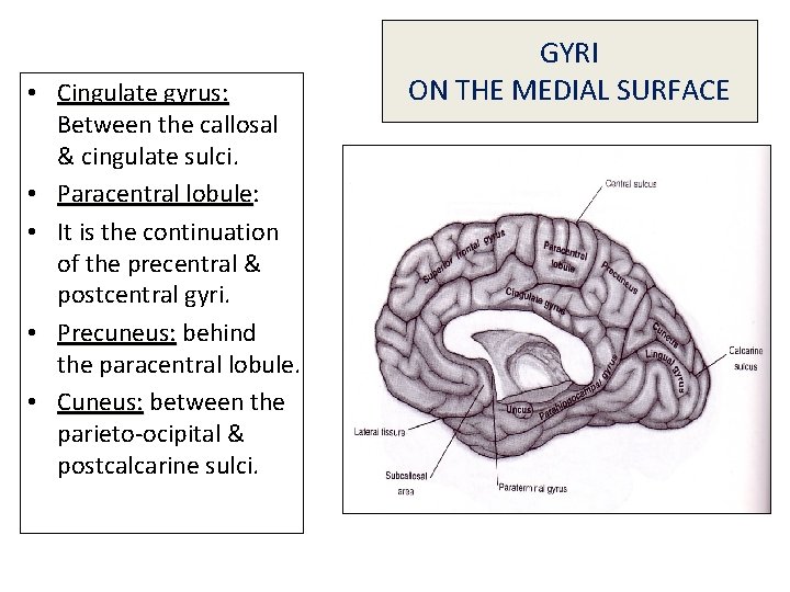  • Cingulate gyrus: Between the callosal & cingulate sulci. • Paracentral lobule: lobule